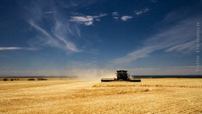 Harvesting time