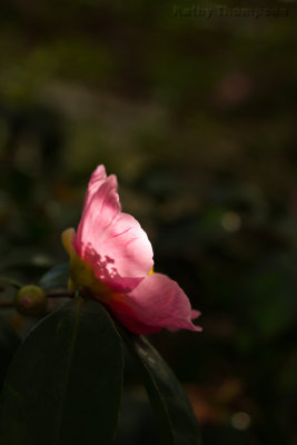  Macro/Flowers