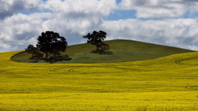 Canola Contours - close up