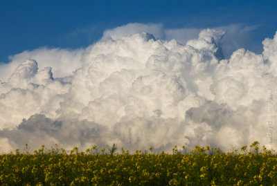 Clouds and Canola at Concordia