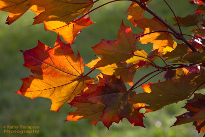 Golden leaves