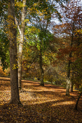 Mt Lofty Botanical Gardens