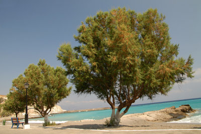 Pachy Amos - The trees on the beach