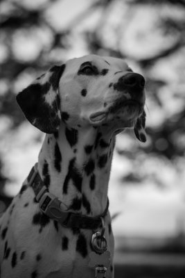 Portraits-6