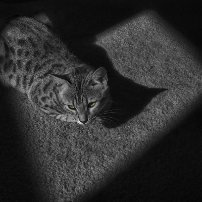 pet_portraits