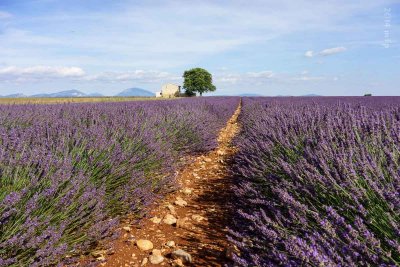 Plateau de Valensole