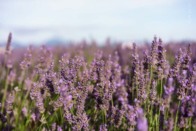 Plateau de Valensole