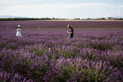 Plateau de Valensole