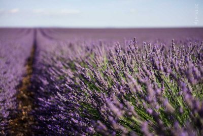 Plateau de Valensole