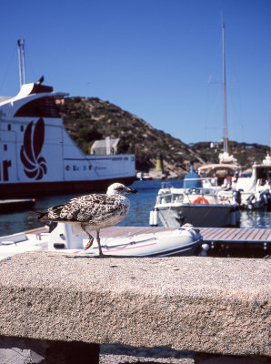 Maremma