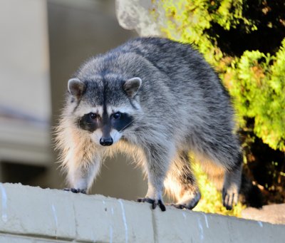 Racoon posing for a Portrait