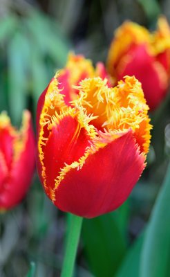 Tulip Festival Skagit Valley 2014