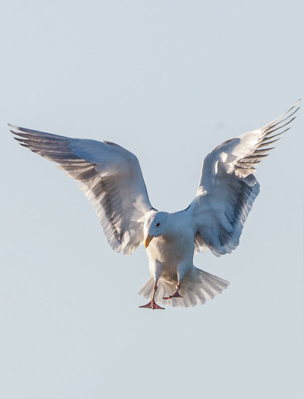Big_Sur_2014-48.jpg