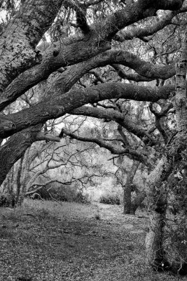 Big_Sur_2014-33.jpg