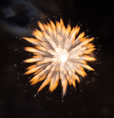 Fireworks-16.jpg