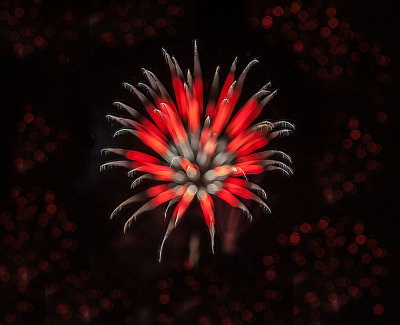 Fireworks-9.jpg