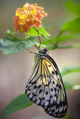 Butterfly_World-27.jpg