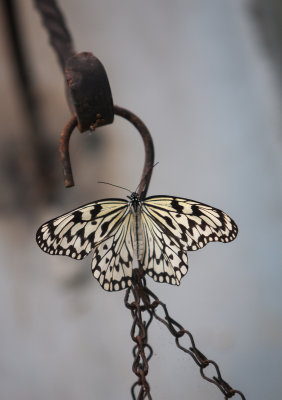 Butterfly_World-35.jpg
