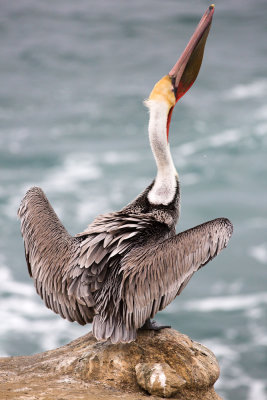 Pelicans-32.jpg
