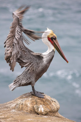 Pelicans-34.jpg
