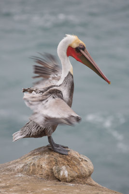 Pelicans-35.jpg
