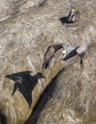 Pelicans-46.jpg