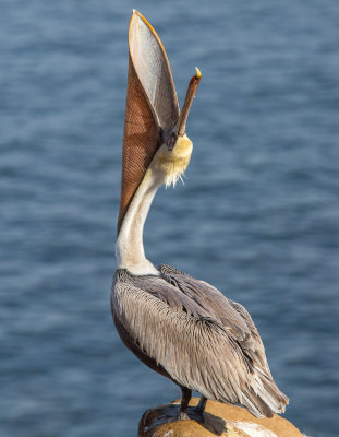 Pelicans-68.jpg