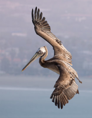 Pelicans-70.jpg