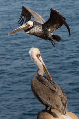 Pelicans-71.jpg