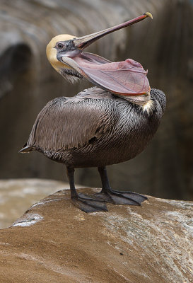 Pelicans-9.jpg