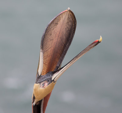 Pelicans