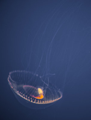 Jellyfish-10.jpg