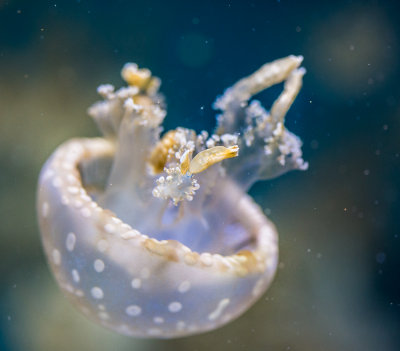 Jellyfish-100.jpg