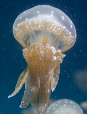 Jellyfish-101.jpg