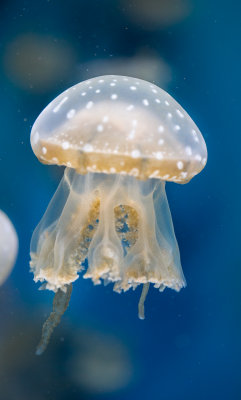 Jellyfish-102.jpg