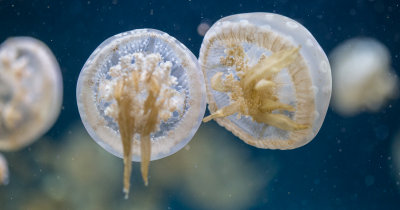 Jellyfish-103.jpg