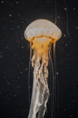 Jellyfish-104.jpg