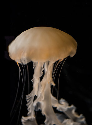 Jellyfish-106.jpg