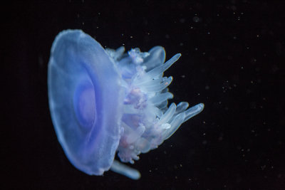 Jellyfish-107.jpg