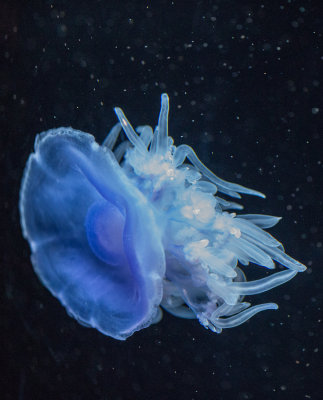 Jellyfish-108.jpg