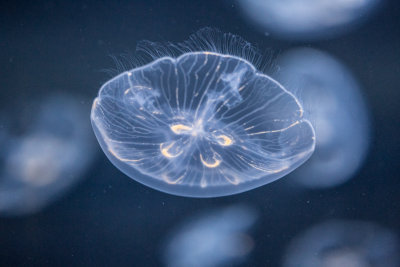 Jellyfish-109.jpg