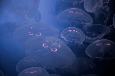 Jellyfish-11.jpg