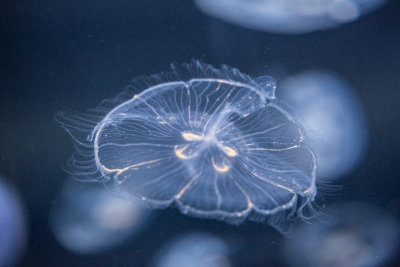 Jellyfish-110.jpg