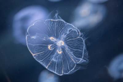 Jellyfish-111.jpg