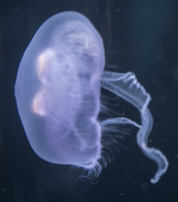 Jellyfish-112.jpg