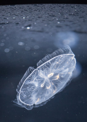 Jellyfish-113.jpg