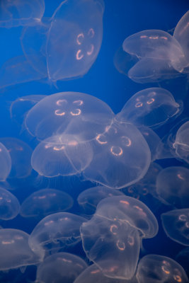 Jellyfish-12.jpg