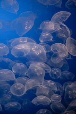 Jellyfish-13.jpg