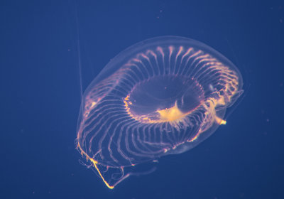 Jellyfish-14.jpg
