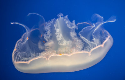 Jellyfish-15.jpg
